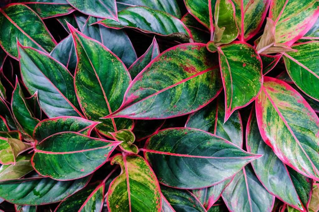 Аглаонема: Уход в Домашних Условиях