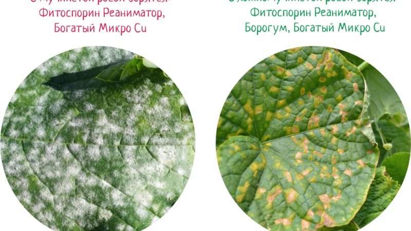Болезни растений: причины, симптомы и лечение с фото