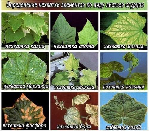 Болезни растений, проявляющиеся через изменения в листьях
