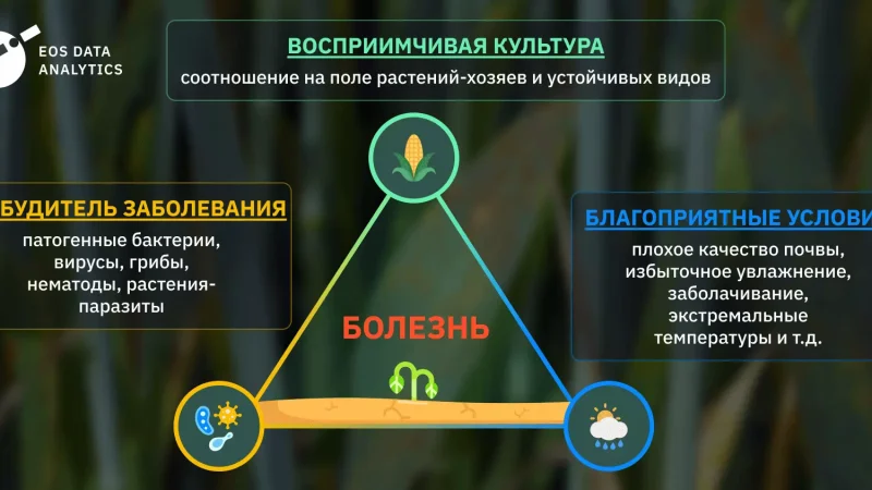 Болезни растений: симптомы, лечение и профилактика
