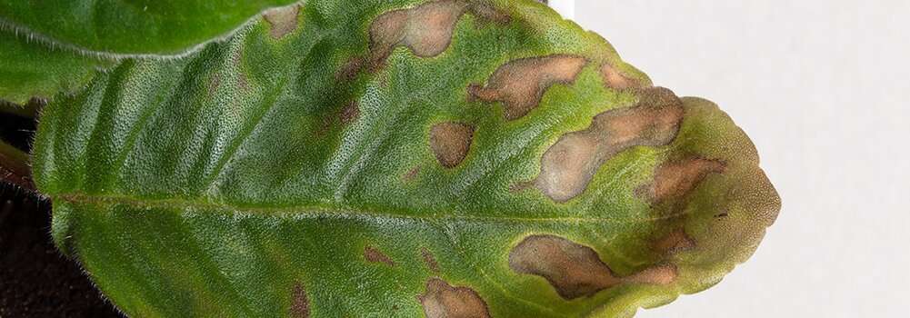 Вредители и болезни комнатных растений: причины, профилактика и лечение