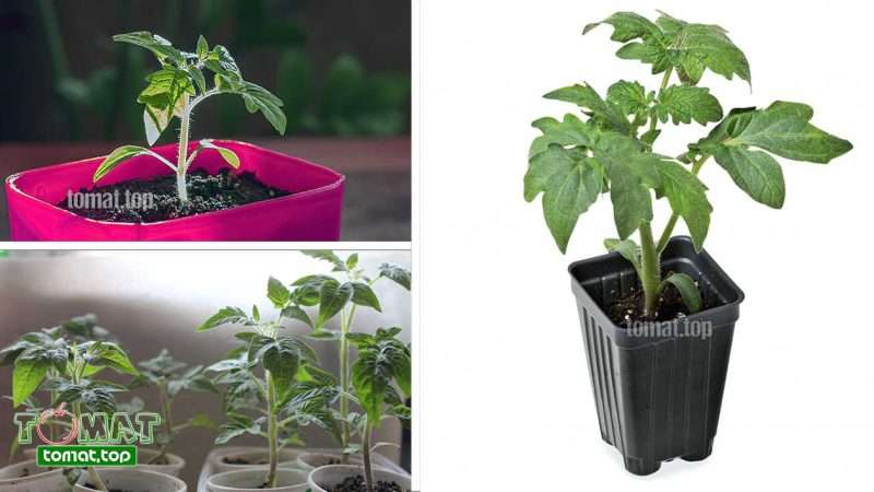 Выбор емкости и субстрата для рассады помидоров