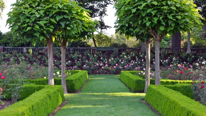 Выбор плодовых деревьев и кустарников для дачного участка