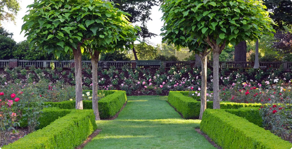 Выбор плодовых деревьев и кустарников для дачного участка