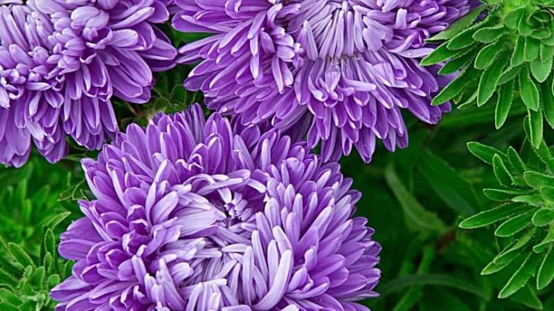 Выращивание астр: от выбора сортов до защиты от болезней