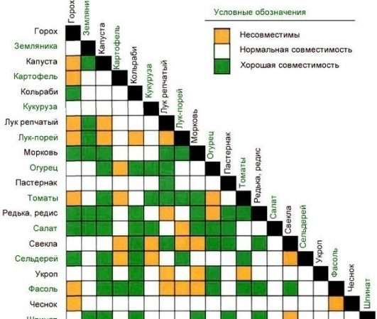 Выращивание всех овощей в одной теплице: совместимость культур и основные факторы успеха