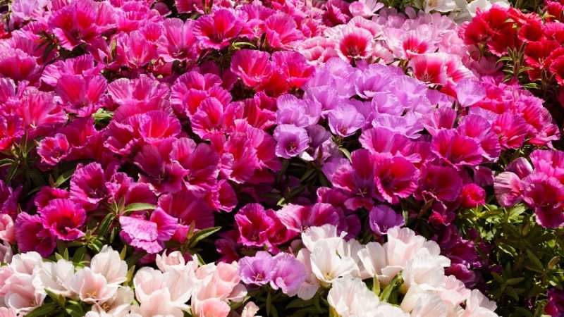 Выращивание годеции из рассады: секреты успешного цветения