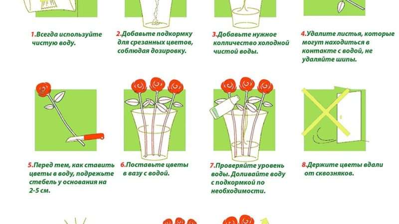 Выращивание и уход за цветами: советы и рекомендации с фото