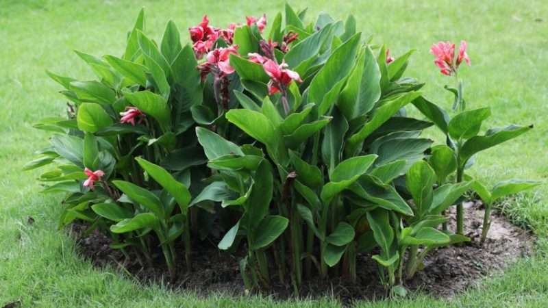 Выращивание канн: подробное руководство