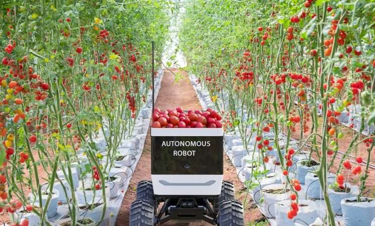 Выращивание овощей в современных хозяйствах: от подготовки почвы до реализации продукции