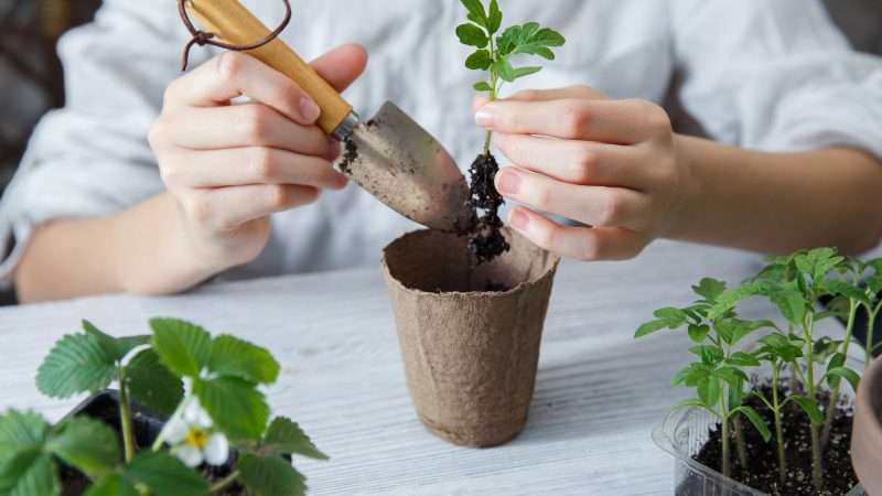 Выращивание овощей на дому: полное руководство для начинающих