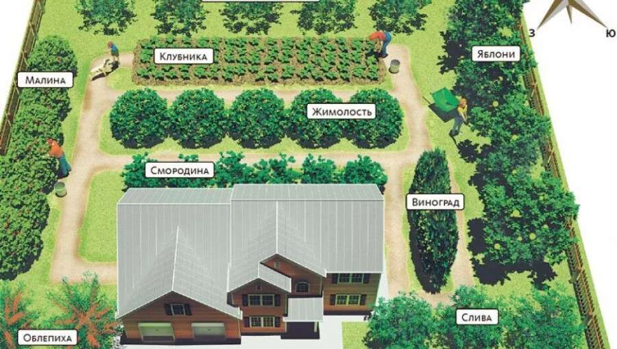Выращивание плодово-ягодных деревьев и кустарников на даче