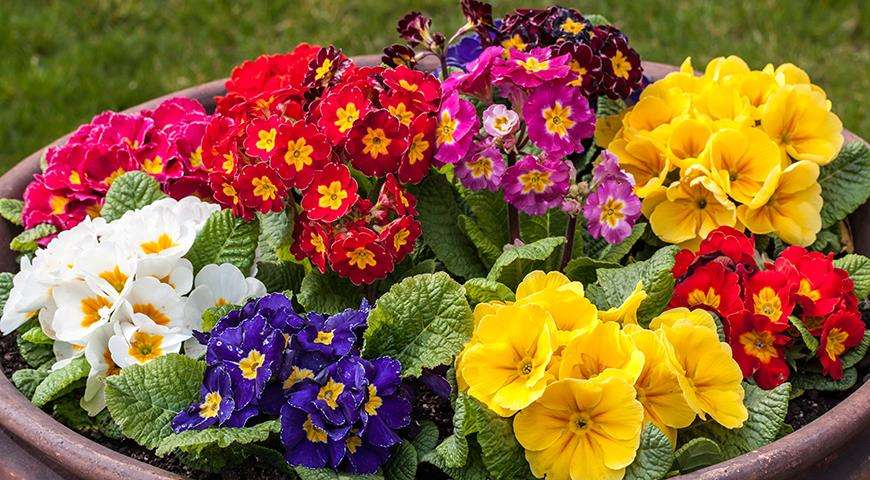 Выращивание примулы: секреты обильного цветения