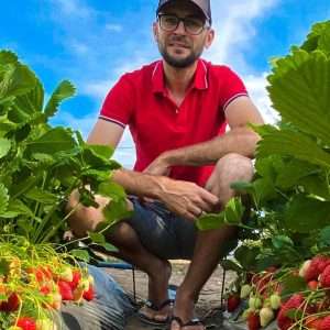 Выращивание рассады клубники из Крыма