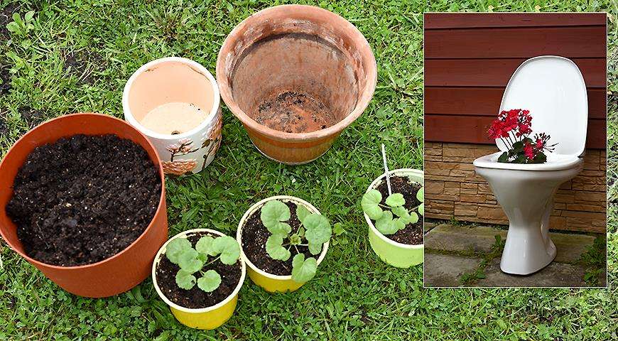 Выращивание рассады пеларгонии: секреты успеха