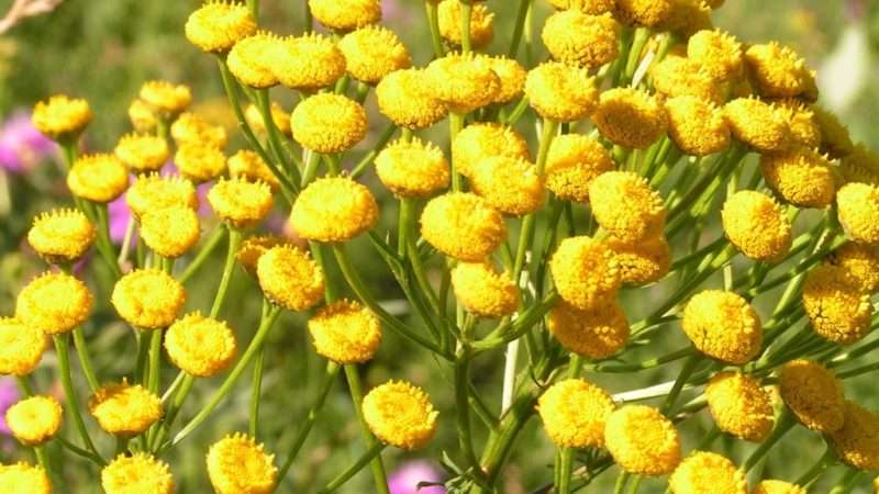 Выращивание садовых цветов: от подготовки почвы до борьбы с вредителями