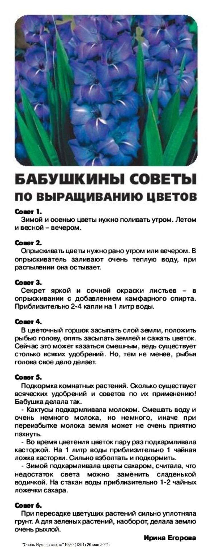 Выращивание садовых цветов: советы и секреты