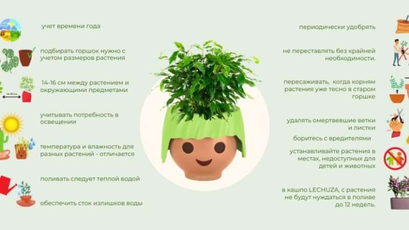 Выращивание цветов дома: советы и рекомендации