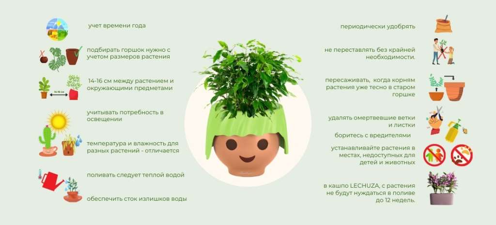 Выращивание цветов дома: советы и рекомендации