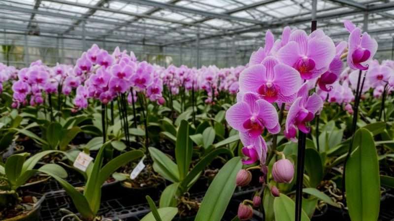 Выращивание цветов как бизнес: от хобби к прибыли