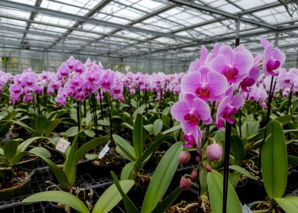 Выращивание цветов как бизнес: от хобби к прибыли