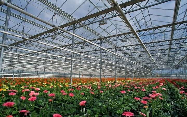 Выращивание цветов на продажу: прибыльный бизнес с нуля