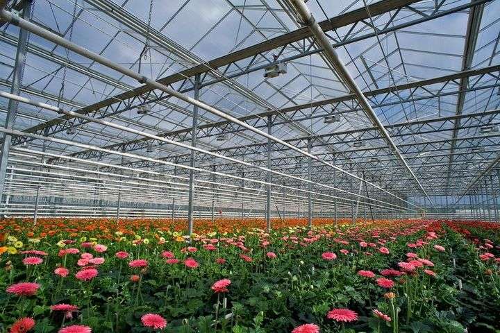 Выращивание цветов на продажу: прибыльный бизнес с нуля