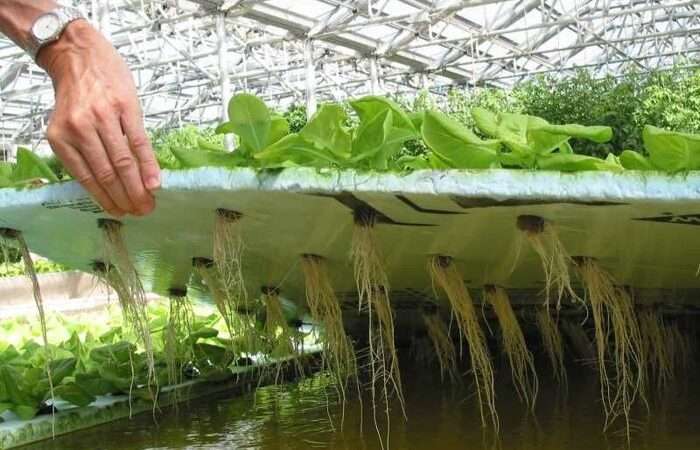 Гидропоника: выращивание овощей без почвы