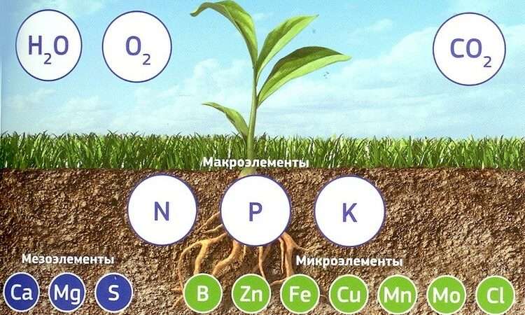 Зачем и как вносить удобрения в почву