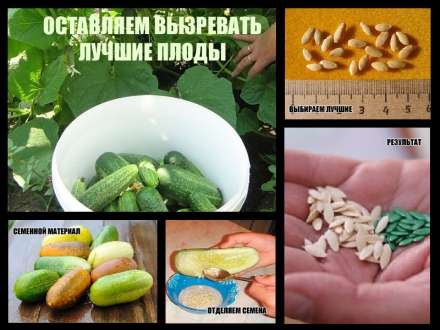Как правильно выбрать семена овощей