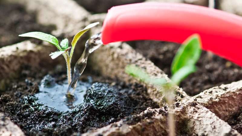 Как создать оптимальные условия для выращивания рассады