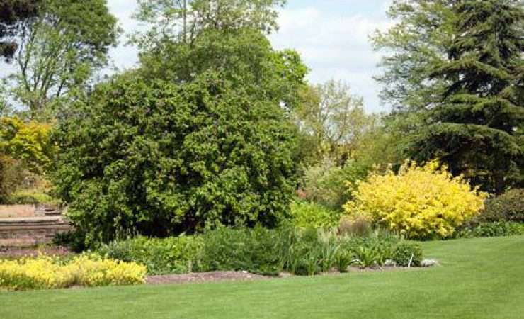 Какие деревья и кустарники выбрать для дачи в Сибири