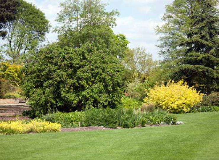 Какие деревья и кустарники выбрать для дачи в Сибири