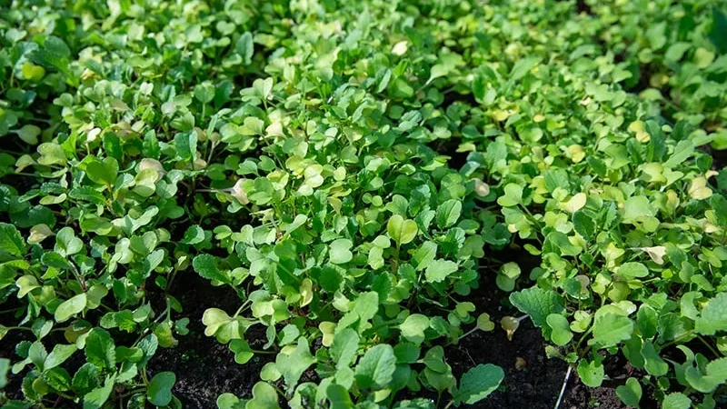 Когда сажать горчицу для удобрения почвы