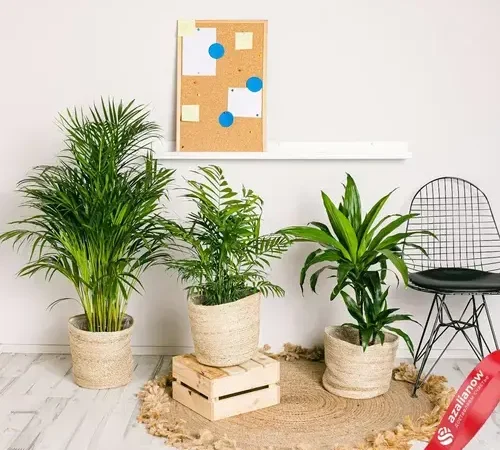 Комнатные растения в квартире: создаем свой зеленый уголок