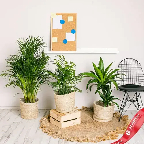 Комнатные растения в квартире: создаем свой зеленый уголок