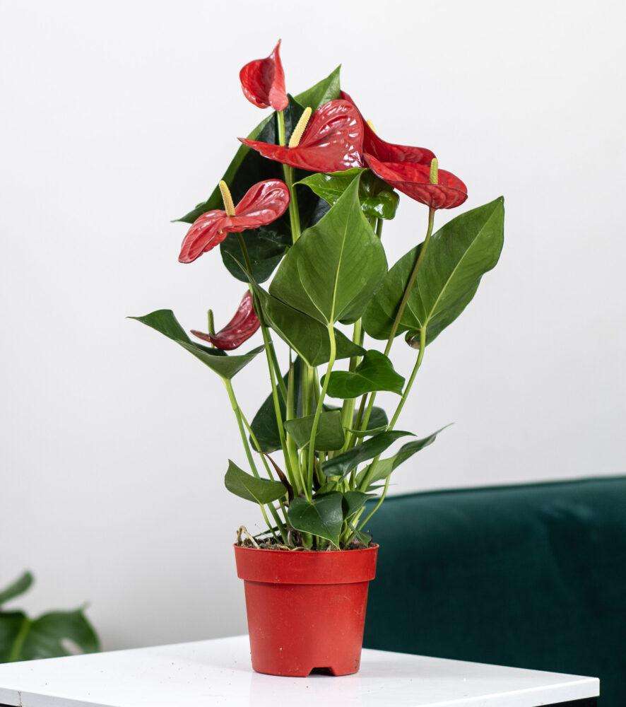 Комнатные цветы с красными цветками