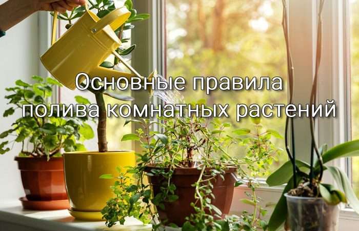Мир комнатных растений: Полное руководство по выбору, посадке и уходу