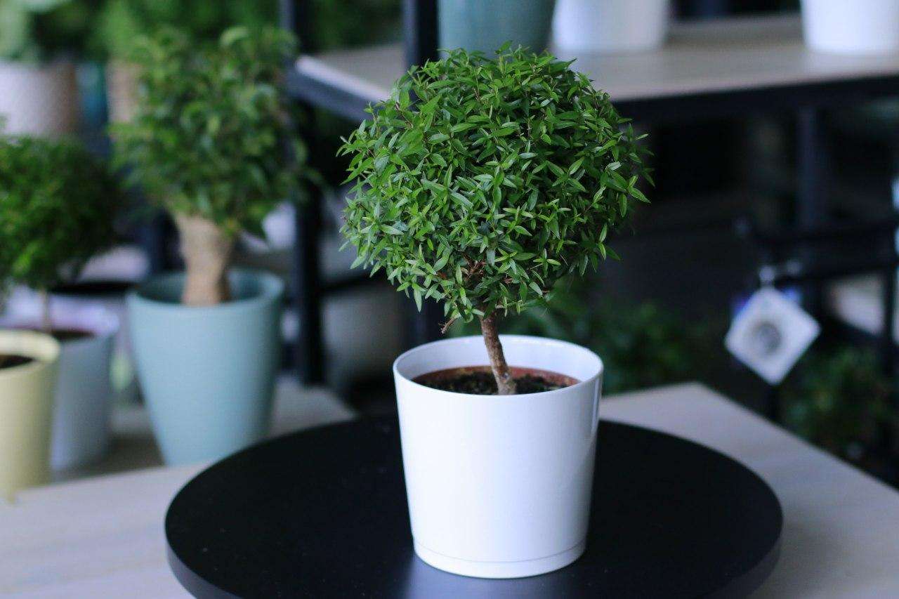 Мирт: выращивание и уход в домашних условиях