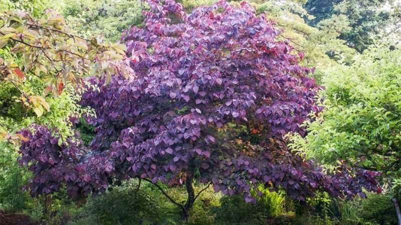 Необычные деревья и кустарники для дачи