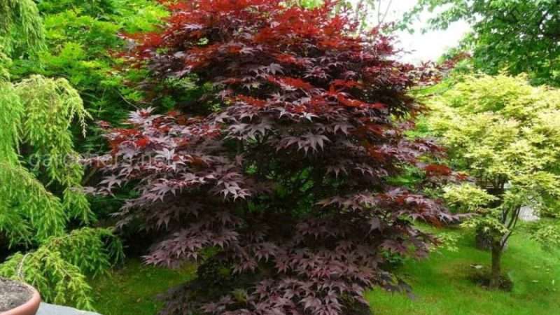 Неприхотливые деревья и кустарники для дачи: создаем сад мечты без хлопот