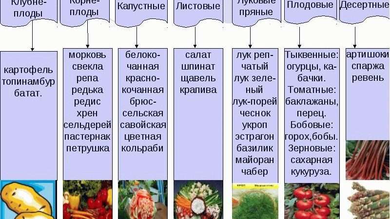 Овощи: Классификация, популярные сорта и советы по выращиванию