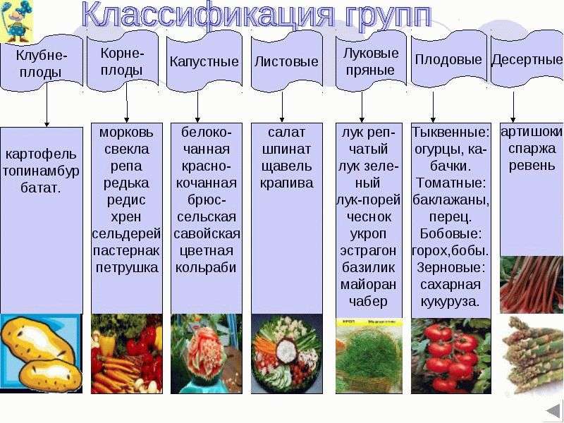 Овощи: Классификация, популярные сорта и советы по выращиванию