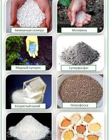 Осенние удобрения: когда и какие вносить для подготовки почвы к зиме