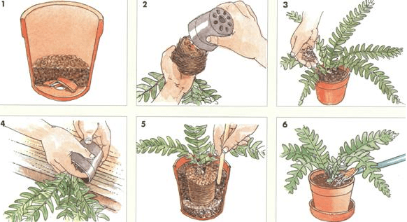 Пересадка комнатных растений: полное руководство