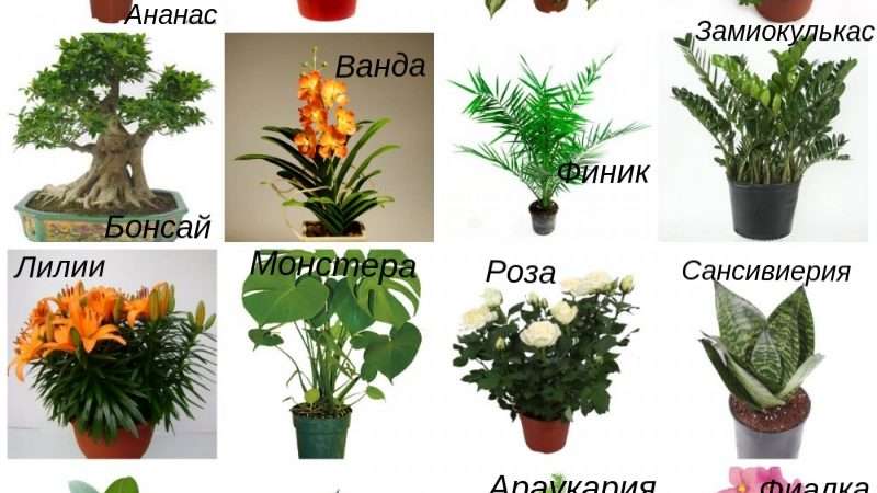 Популярные домашние цветы: Каталог
