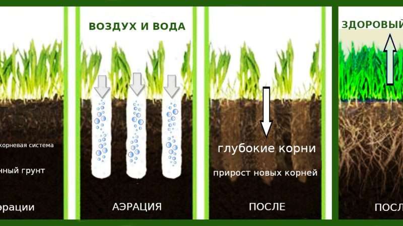 Создание газона своими руками: пошаговая инструкция для дачи