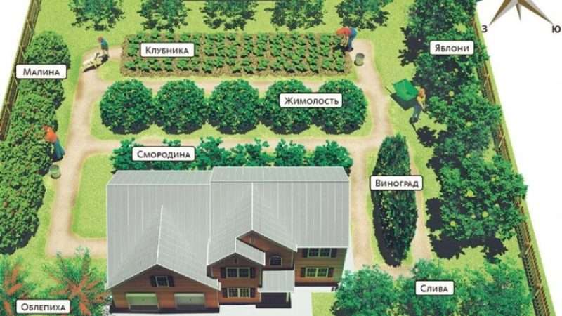 Создание плодового сада на дачном участке: планирование и размещение
