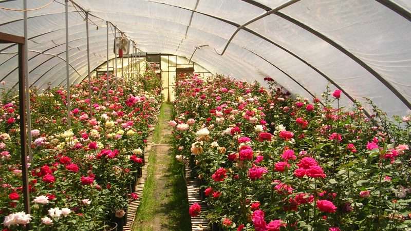 Теплица для выращивания цветов: руководство для начинающих