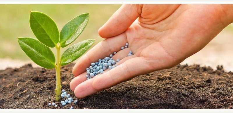 Удобрение почвы растениями: экологичный и эффективный метод повышения плодородия